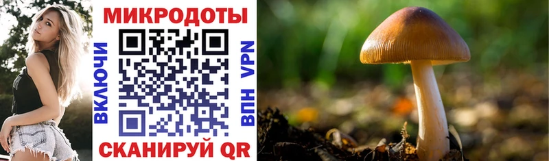 darknet состав  Новая Ладога  Галлюциногенные грибы прущие грибы  omg  